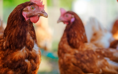 Puzzle 5: Darcy’s Chickens